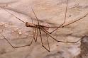 Pholcus_opilionoides_D4828_Z_90_Les Gris_Frankrijk